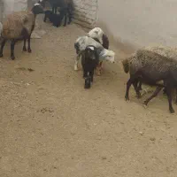 گوسفند جوان با بره