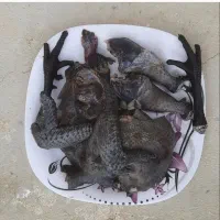 مرغ و خروس ایام سمانی گوشت سیاه اصل، جوجه