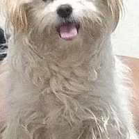 پاپی ماده گم شده|سگ|تربت جام, اسماعیل آباد|دیوار