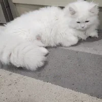 گربه بریتیش