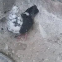 نر سوسکی نوک ریز کله پفکی