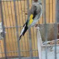 سهره ماده