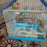 طوطی و مرغ عشق