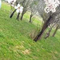 زمین کشاورزی روستای گوار دارای درختان پانزده ساله