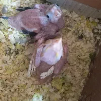 جوجه عروس هلندی