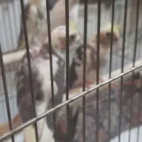 جوجه عروس هلندی لوتینو دوکت