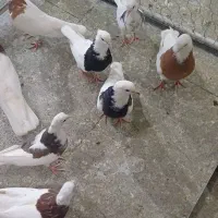 کبوتر طوقی نه عدد یکجا دوتومن