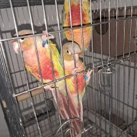 گرینچیک مولد|پرنده|اهواز, کوی رمضان|دیوار