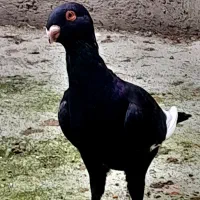 کبوتر  قرسوری نر