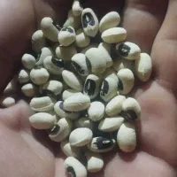 لوبیافروشی|خوردنی و آشامیدنی|شوش, |دیوار