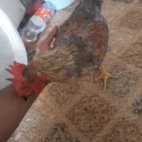 ۲عدد خروس جوان