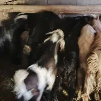 کهره نر و ماده|حیوانات مزرعه|لردگان, |دیوار