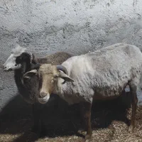 گوسفند با بره نر|حیوانات مزرعه|رویان, |دیوار
