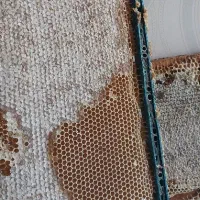عسل بدون شکر ودارویی
