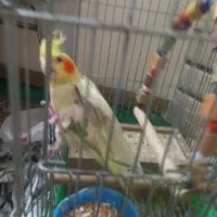یک عدد عروسک هلندی در محدوده هفت تنان گم شده