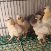 جوجه گلین اصیل|حیوانات مزرعه|قرچک, پویینک|دیوار