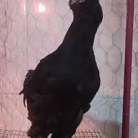 مرغ و خروس مرندی