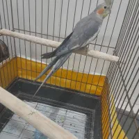 عروس هلندی سالم|پرنده|قم, محمد آباد|دیوار