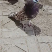 سرور نر|پرنده|اردبیل, |دیوار