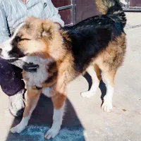 سگ نگهبان .آموزش دیده.|سگ|بادرود, |دیوار