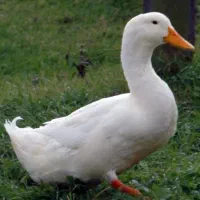 اردک