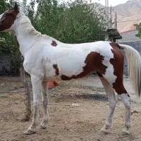 مادیون دره شور