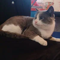 واگذاری‌گربه|گربه|سیاهکل, |دیوار