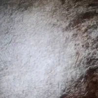 ۱۰ تن کاه نرم تمیز