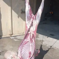 گوشت بره و کهره دارم برای فروش