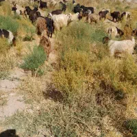 خریدبز وبزگاله گوشتی|حیوانات مزرعه|سراب, |دیوار