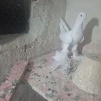 کبوتر پارپارلی ارکح قیمت ۲ میلیون