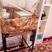 معاوضه عروس|پرنده|شاندیز, |دیوار