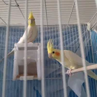 عروس و کبوتر