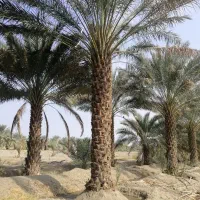 فروش 60نفر(عدد) فسیل(پاجوش) نخل کلوته|گل و گیاه طبیعی|کهنوج, |دیوار