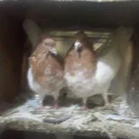 دو جفت کفتر درشت نرو ماده با یه نر سوسکس