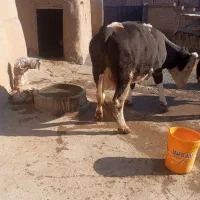 180|حیوانات مزرعه|ملکان, |دیوار