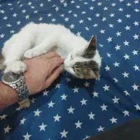 واگذاری گربه نر 5 ماهه دستی و خونگی|گربه|شیراز, شهرک گلدشت محمدی|دیوار