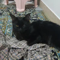 سرپرستی گربه