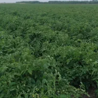 برای سیر به اجاره داده می‌شودکوجه هم تموم شده