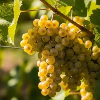 فروش عمده و خرده نهال مستقیم از شهر نهال|خدمات باغبانی و درختکاری|شازند, |دیوار