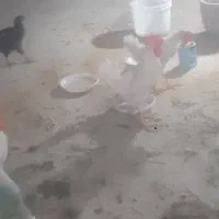 خروس