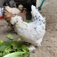 تخم نطفه دار پاکوتاه|حیوانات مزرعه|نوشین شهر, |دیوار