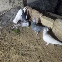 چند تا کفتر خوب|پرنده|یونسی, |دیوار