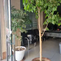 یک جفت بنجامین با گلدان