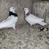 کفتر طوقی|پرنده|فردوس (خراسان), |دیوار