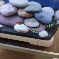 ماهی تایگر بارب|ماهی|ری, سیزده آبان|دیوار