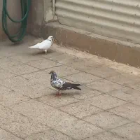 به علت ساخت منزل فروشی|پرنده|تهران, ارجمندی راد|دیوار