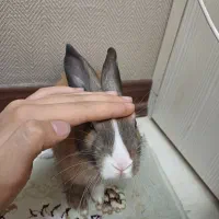 خرگوش