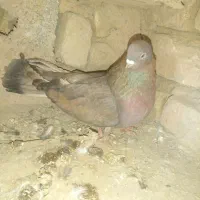 سرور‌آتشی‌‌وکله‌برنجی.هردو‌ماده‌و۴۰سانتی