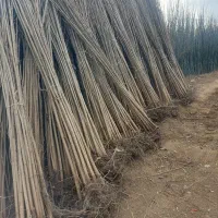 فروش نهال صنوبر